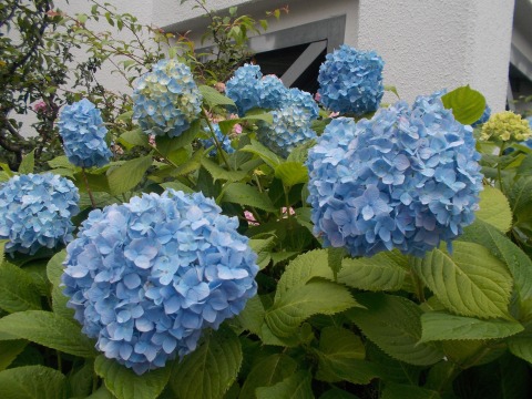 北町地区区民館の紫陽花