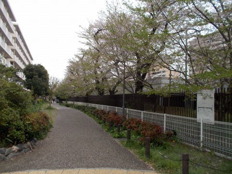 緑道沿いの桜はとても綺麗に咲いていました！