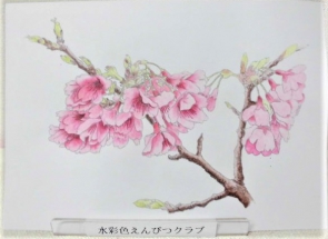 水彩色えんぴつクラブの見本