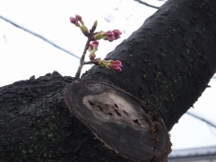 桜のつぼみ