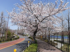 運動場桜