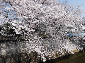 石神井川の桜