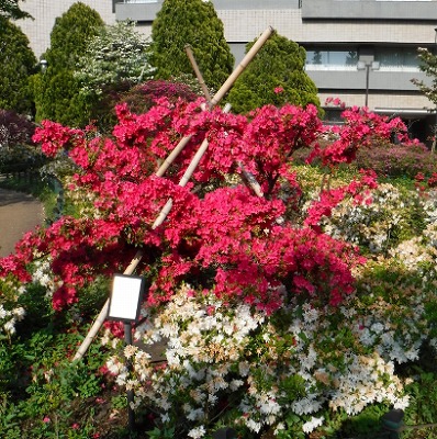 平成つつじ公園のつつじです。