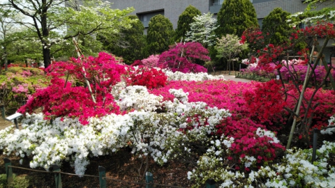 つつじ公園のつつじです。