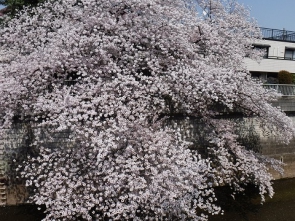 石神井川の桜