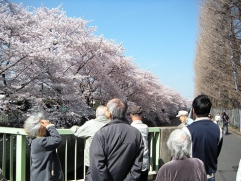 お花見ポイントは熟知してます。