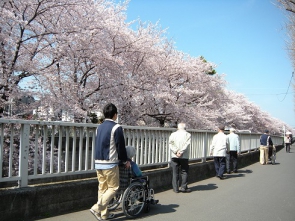 見事な桜です。