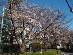 開進第二中学校付近の桜