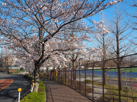 総合運動場ふきんの桜