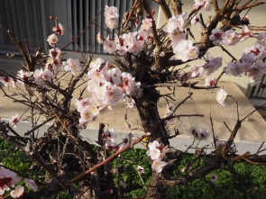 デイサービスに咲く梅の花です　何気ない日常が幸せなんだと痛感します