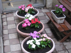 キレイに植えられました★
