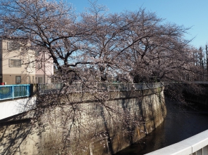 石神井川付近の桜