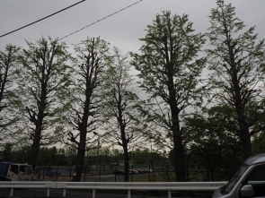 近くのイチョウの木々も若葉が芽吹いています