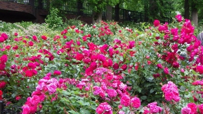 薔薇の香りは「リラックス効果・肌のバリア機能向上」に良いそうです★