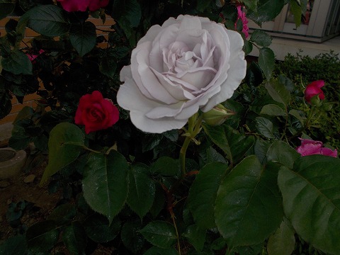 錦デイサービスの玄関前に咲きました