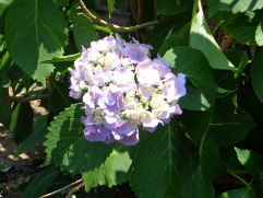 錦デイの庭にて、紫陽花が咲き始めました