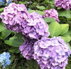 紫陽花