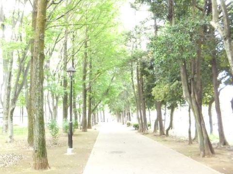 城北中央公園の新緑