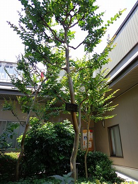 裏庭の百日紅（さるすべり）の木も緑が濃くなってきました。