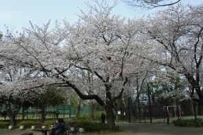 　　　さくら・・その②城北公園