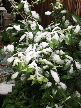 　　11月24日　東京での初雪は54年ぶり