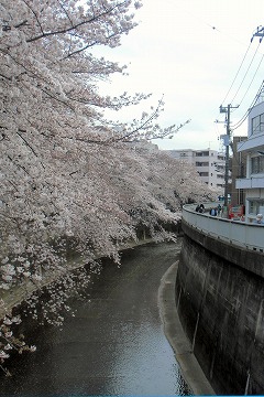 　　　　　さくら・・その③石神井川