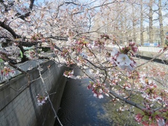 石神井川沿いの桜