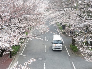 桜並木の中を走りました