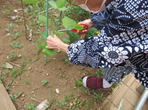 中腰での活動は足の運動にもなります