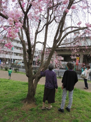 しだれ桜も見事