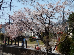 大泉井頭公園の桜です。