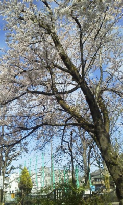 井頭公園の桜です!
