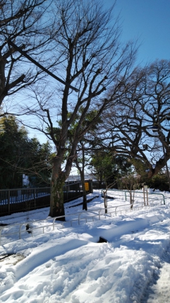 井頭公園の雪です。