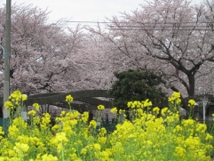 三原台公園