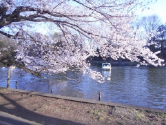 石神井公園の桜です。