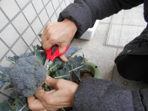 園芸の先生、米沢介護士のご指導で、すくすくと元気に育ってくれました！