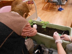 あれっ？これはゴーヤなの？？」と確認されながら植えられていました。