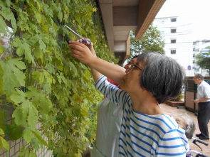 ゴーヤの摘み取りです♪