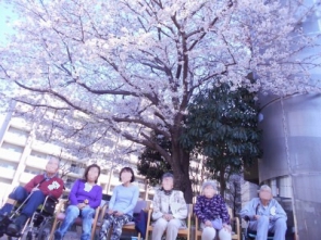 見事に咲いた桜の前で記念撮影です♪皆様綺麗ね～とうっとり♡