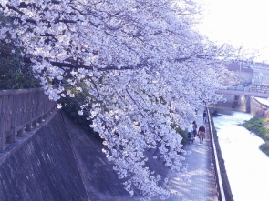 河のほとりを彩ります。