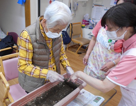 チューリップ球根を植えている様子です。