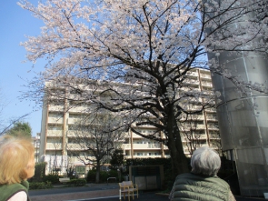 今年も綺麗に咲いたなぁ
