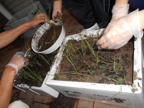 実は。。実は。。秘かに。。グリーンカーテンの横に、ドライバーさん達からのご指導を頂き、稲を植えていたんです！！　最初は育つかが心配で。。(>_<)