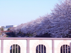 南田中の桜です。