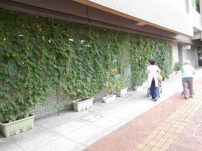 大泉デイ　グリーンカーテン♪