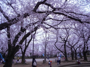 三原台公園の桜です。