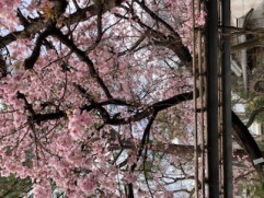 大寒桜が満開です。