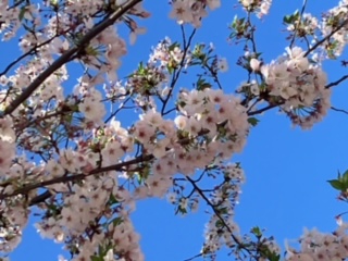 ホームの桜