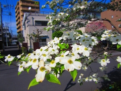 ハナミズキの花も満開