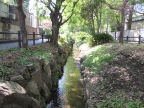 千川上水を眺めながらの散歩